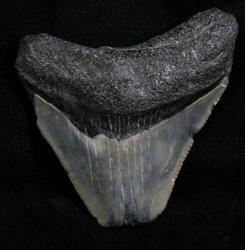 Bargain Megalodon Tooth - Florida #5456